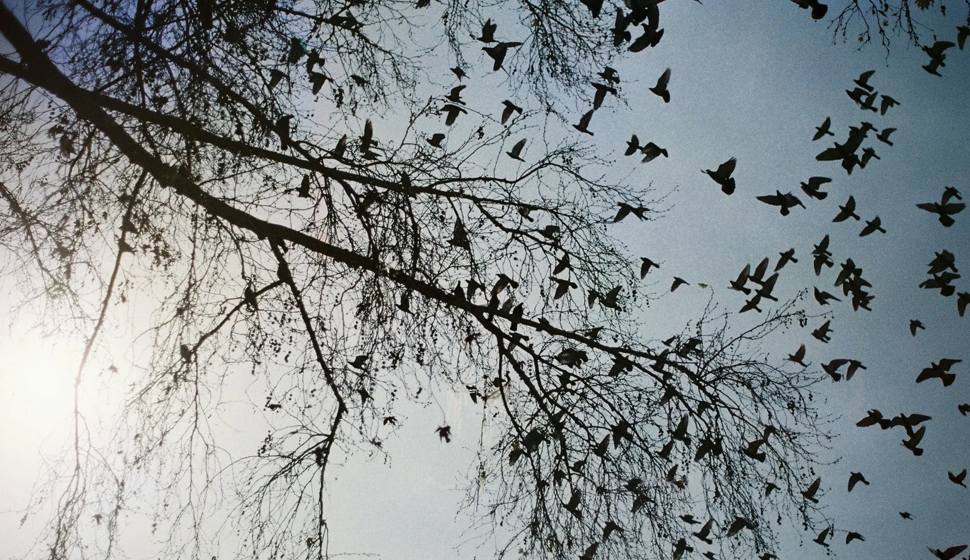 Peuplement forestier - poésies